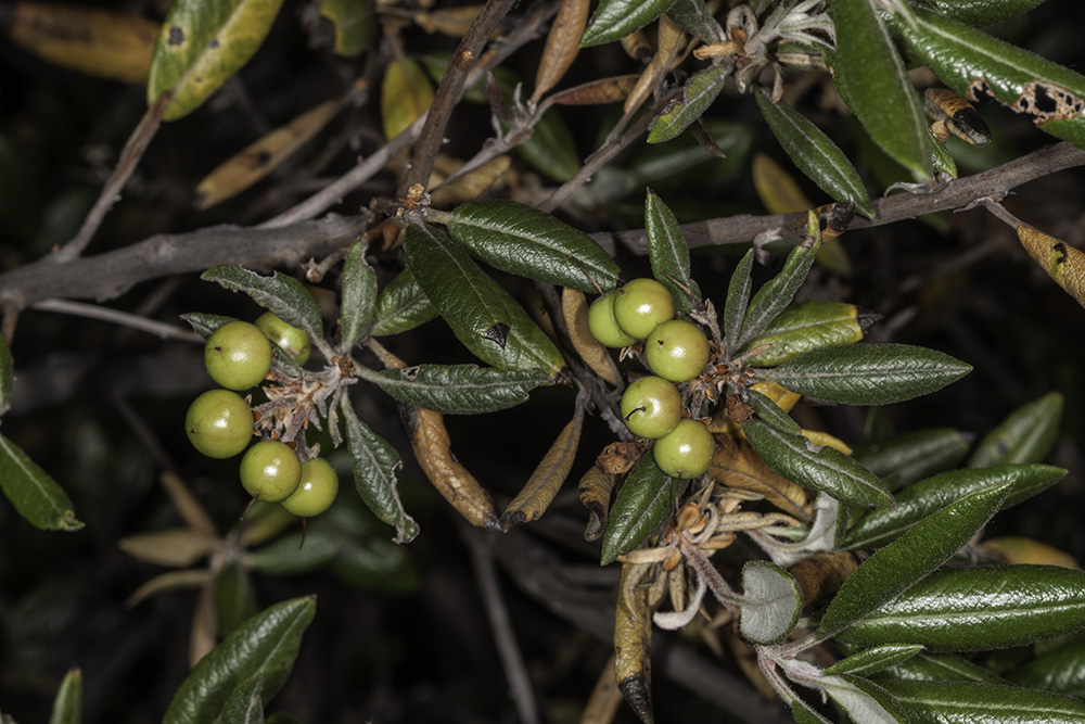 Mission Manzanita  (<em> Xylococcus bicolor</em>)