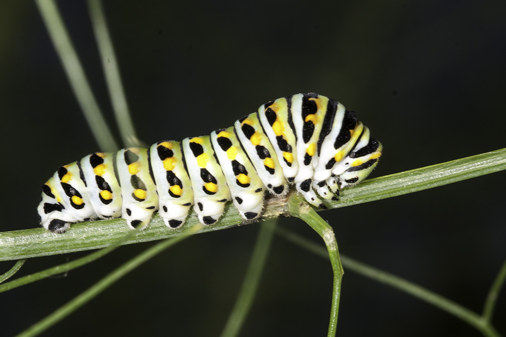 Anise Swallowtail  Caterpillar (<em>Papilio zelicaon</em>)
