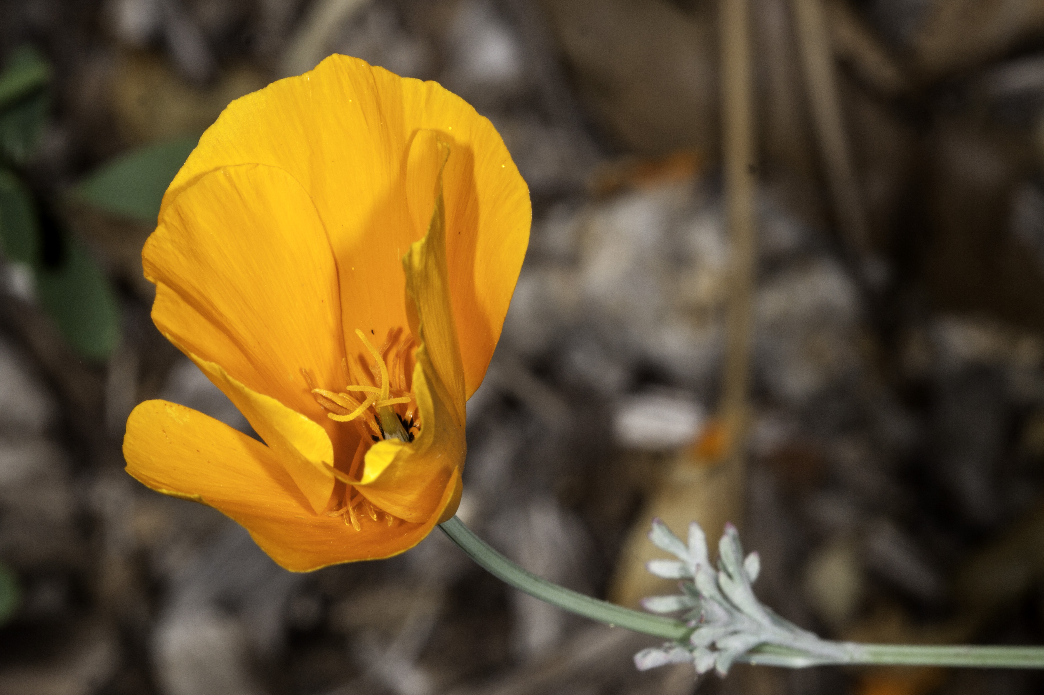 California Poppy (<em>Eschscholiza californica</em>)