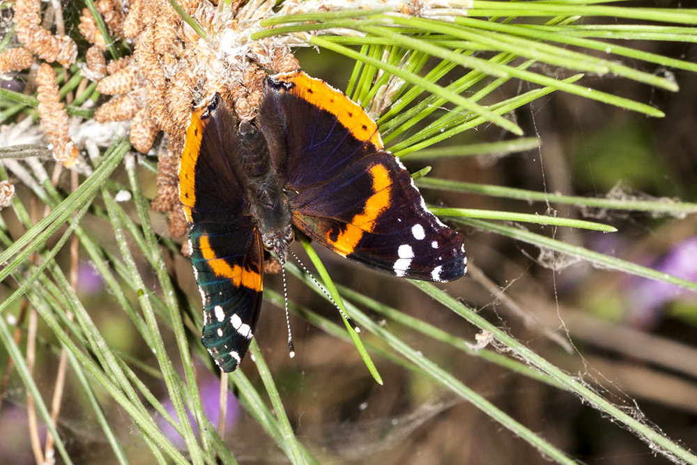 Red Admiral (<em>Vamnessa atalanta</em>)