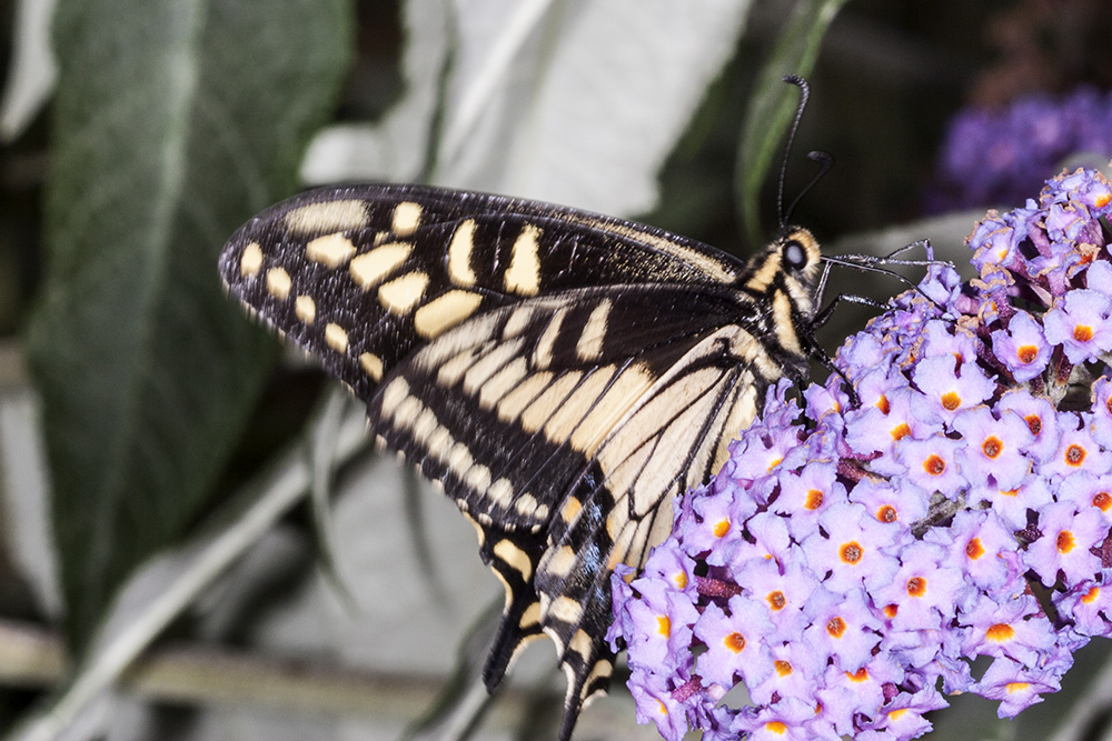 Anise Swallowtail  (<em>Papilio zelicaon</em>)