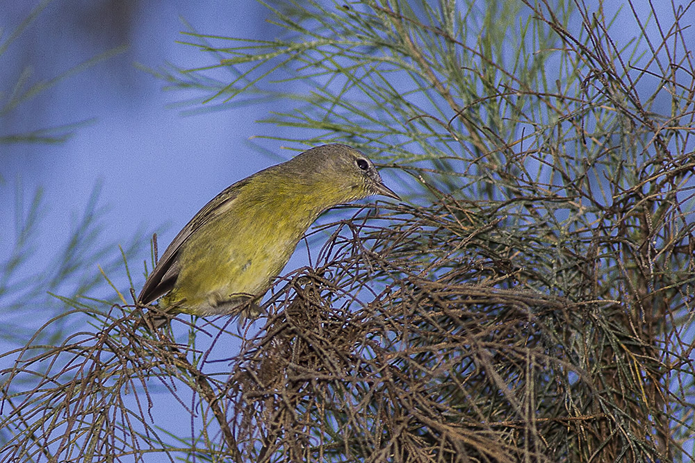 Orange-crowned Warbler