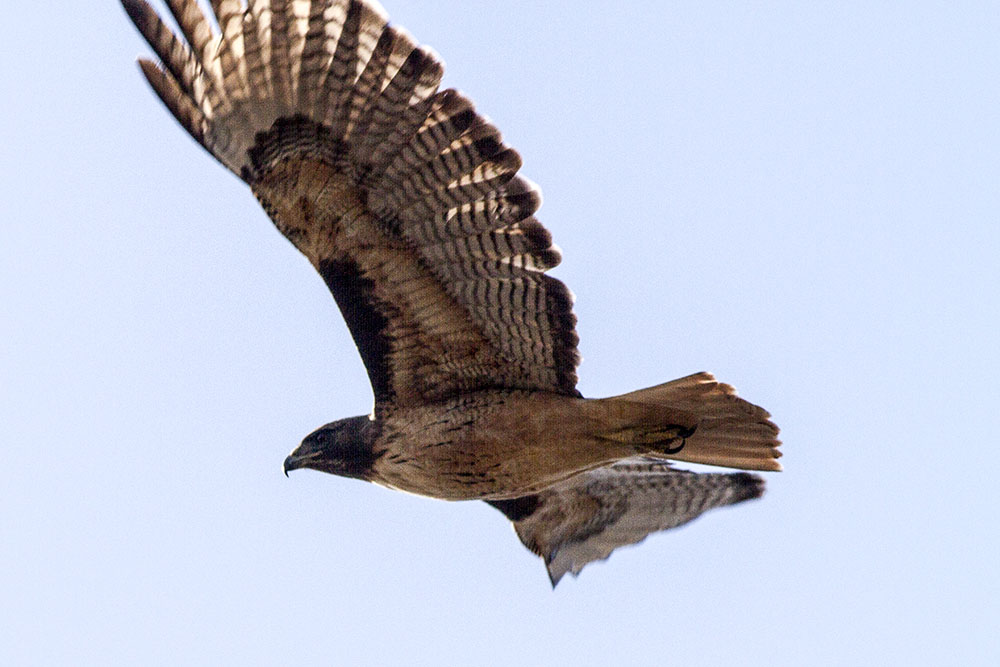 Red-tailed Hawk