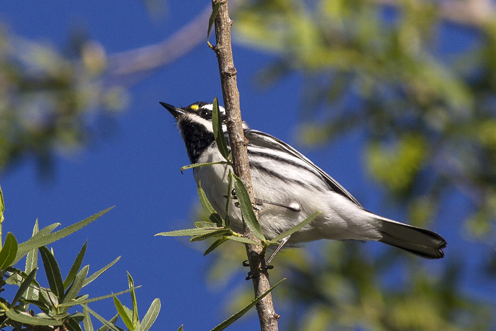 Black-throated Gray Warbler