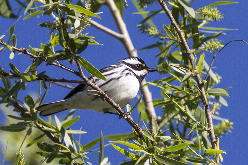 Black-throated Gray Warbler