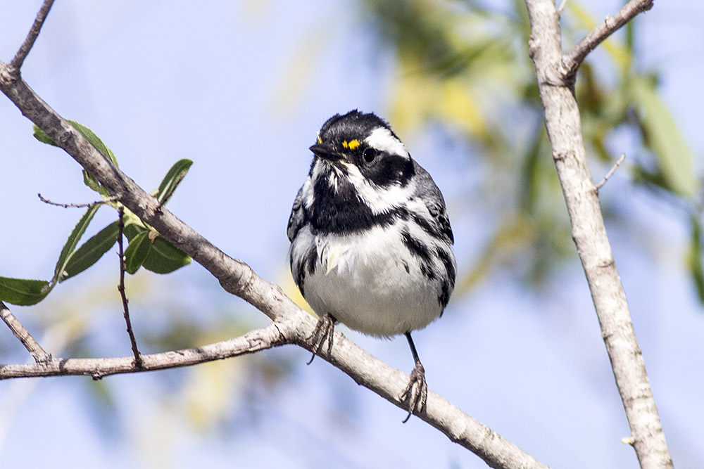 Black-throated Gray Warbler