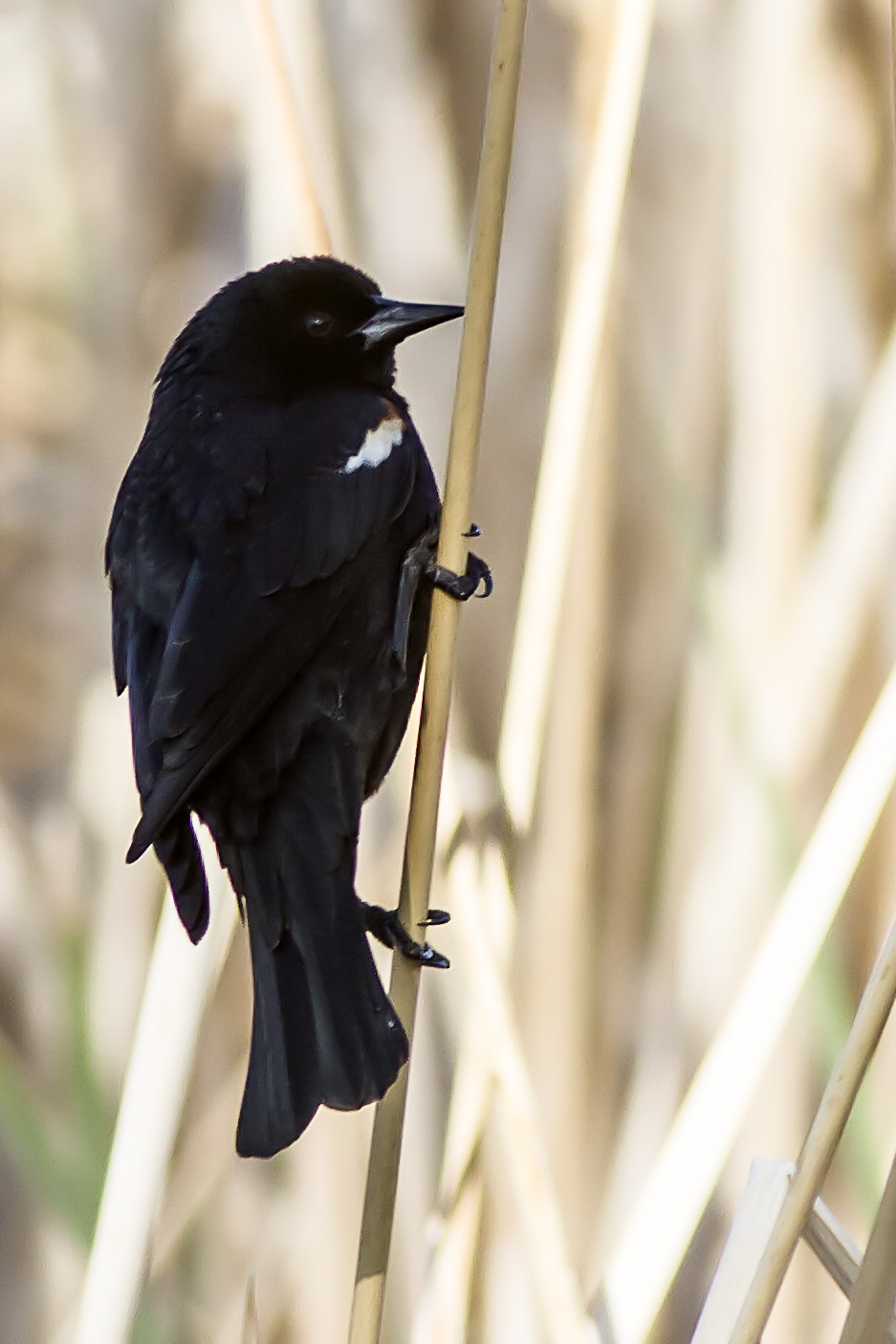 Tricolored Blackbird