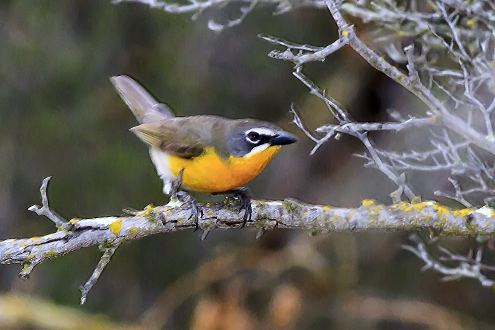 Yellow-breasted Chat