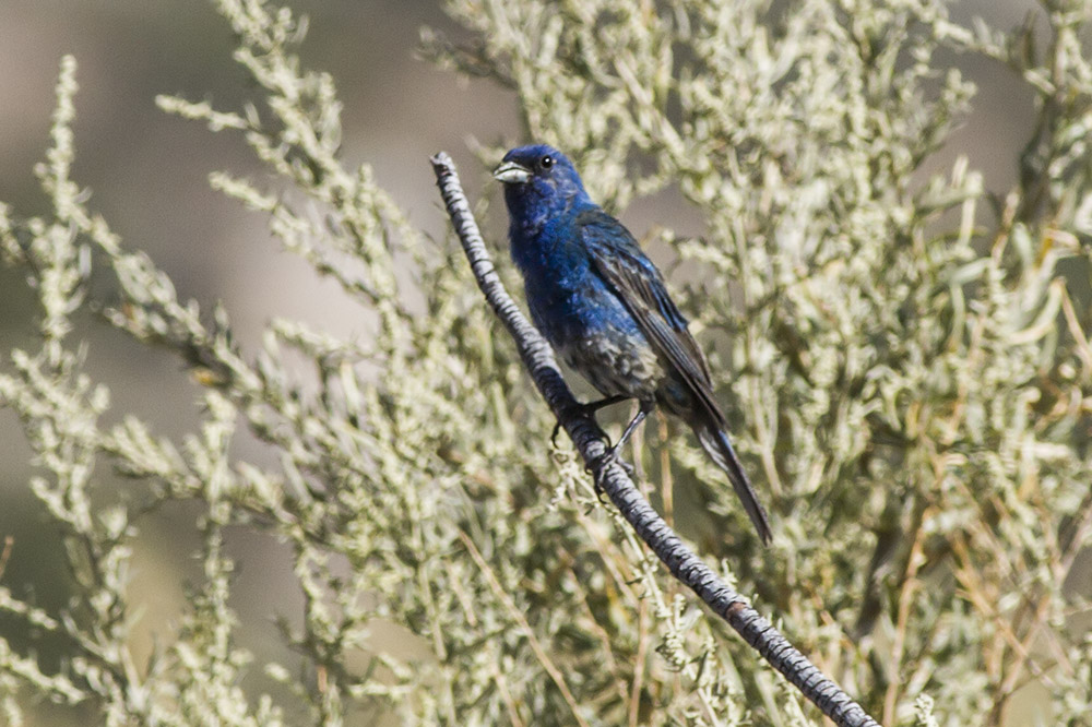 Indigo Bunting