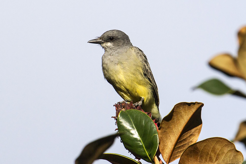 Tropical Kingbird