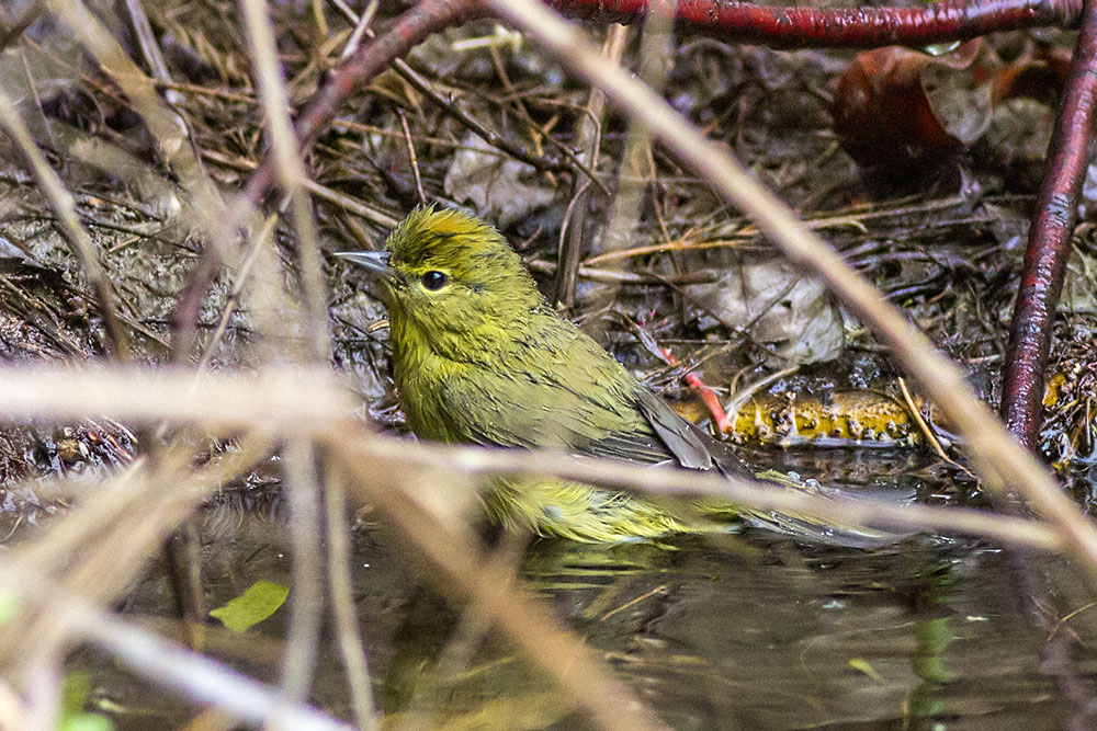 Ruby-crowned Kinglet