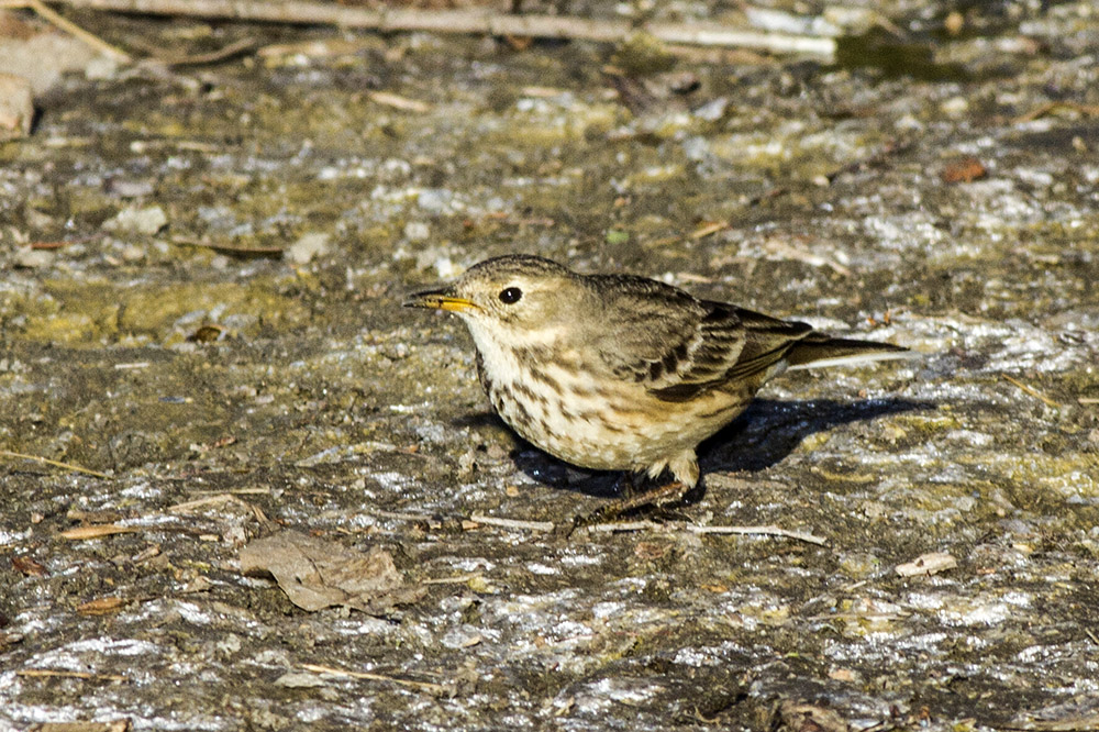 American Pipit