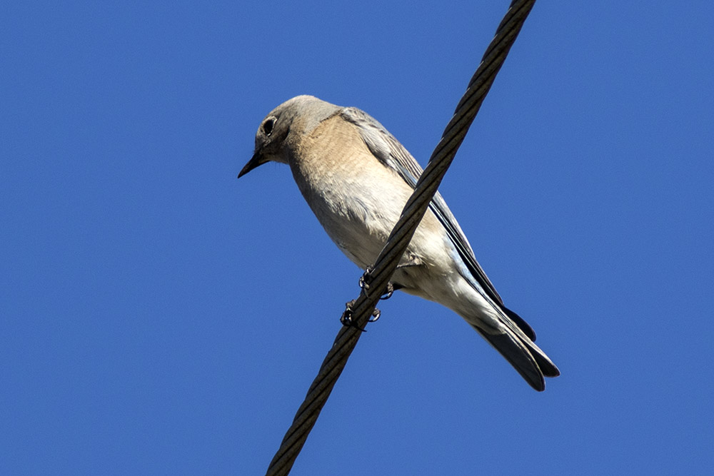 Mountain Bluebird