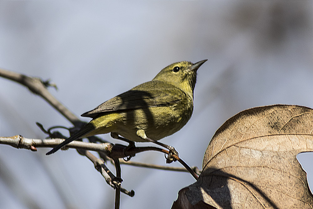 Orange-crowned Warbler