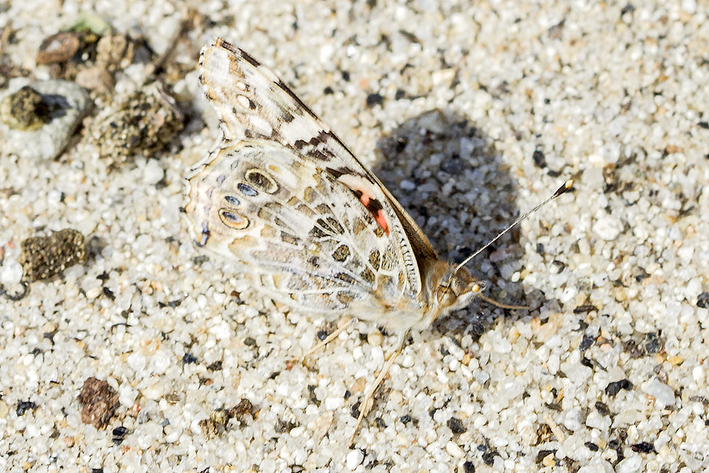 Painted Lady Butterfly  (<em>Vanessa cardui</em>)