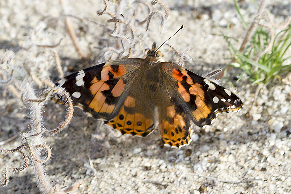 Painted Lady Butterfly  (<em>Vanessa cardui</em>)