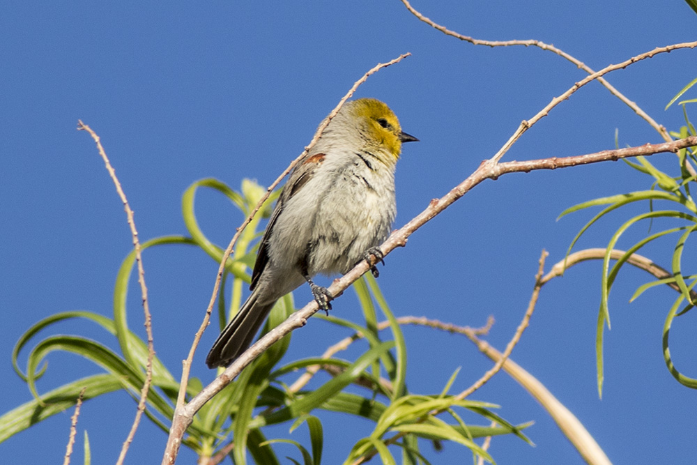 Verdin