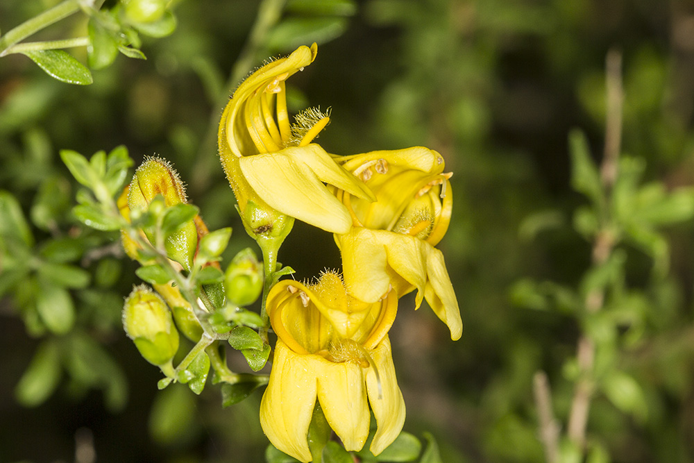 Yellow-bush Penstemon (<em>Keckiella antirrhinoides</em>)