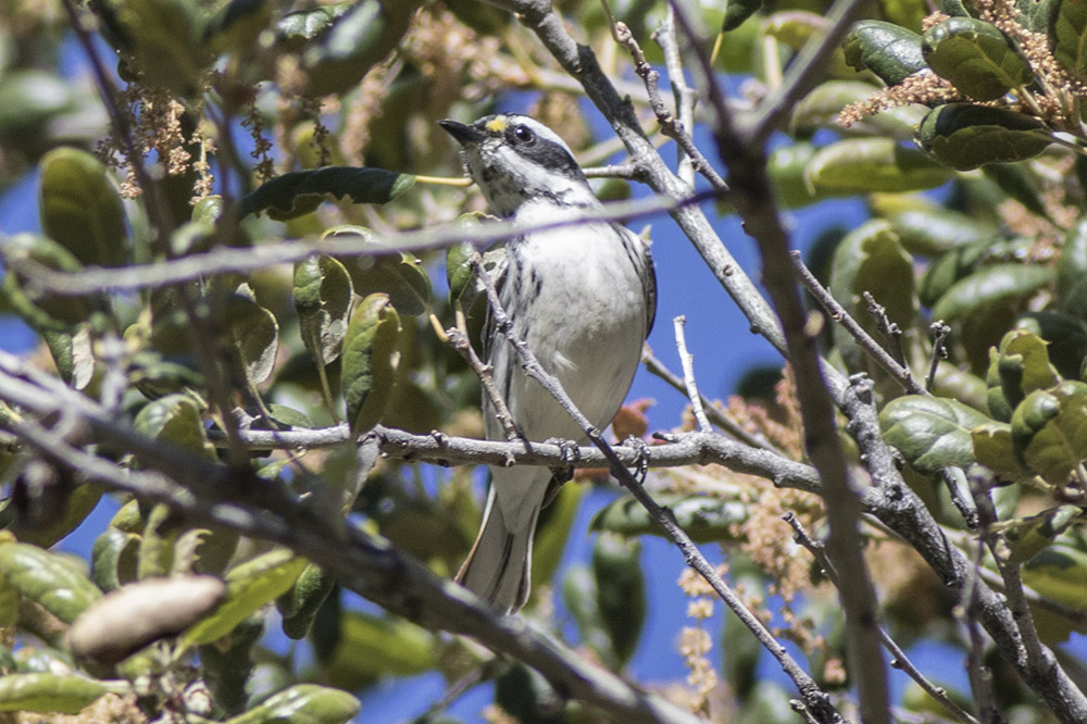 Black-throated Gray Warbler