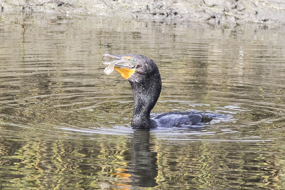 Double-crested Cormorant