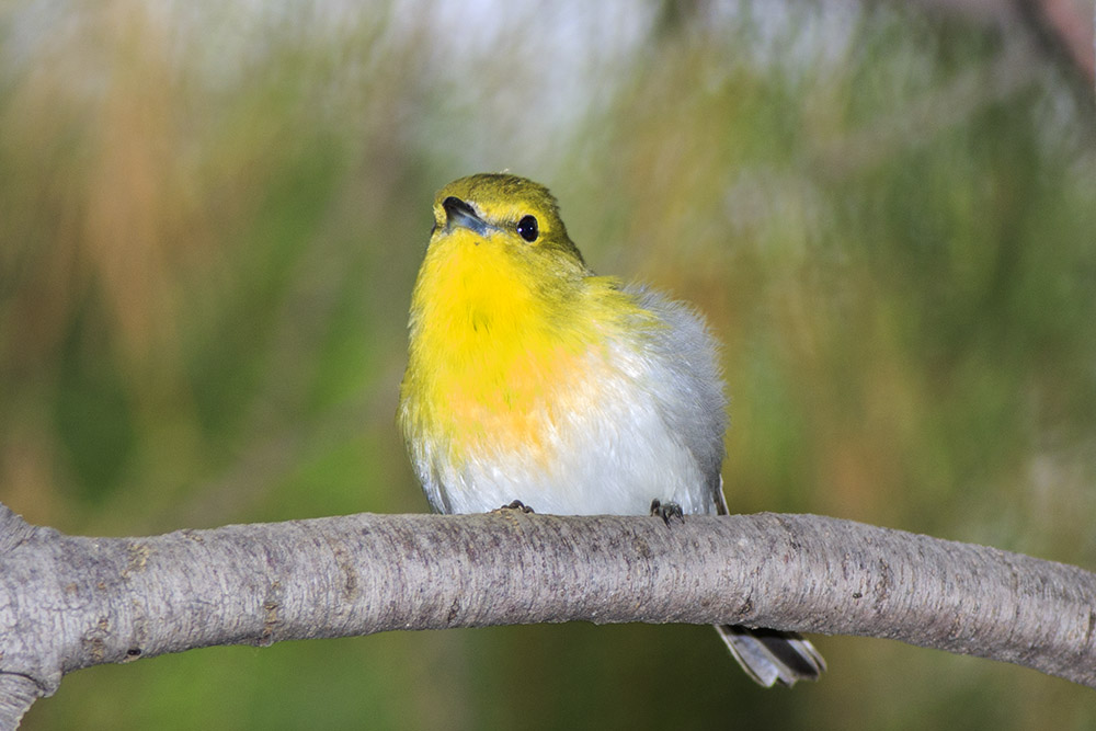 Yellow-Throated Vireo