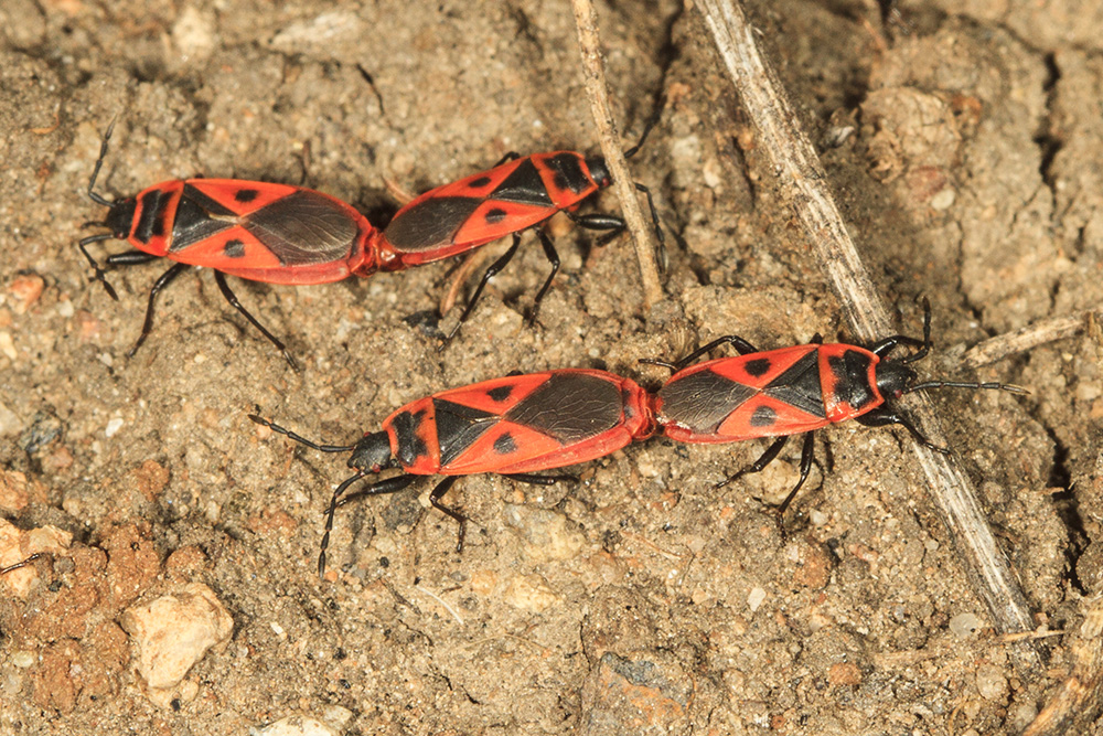 Large Milkweed Bug (<em>Oncopeltus fasciatus</em>)