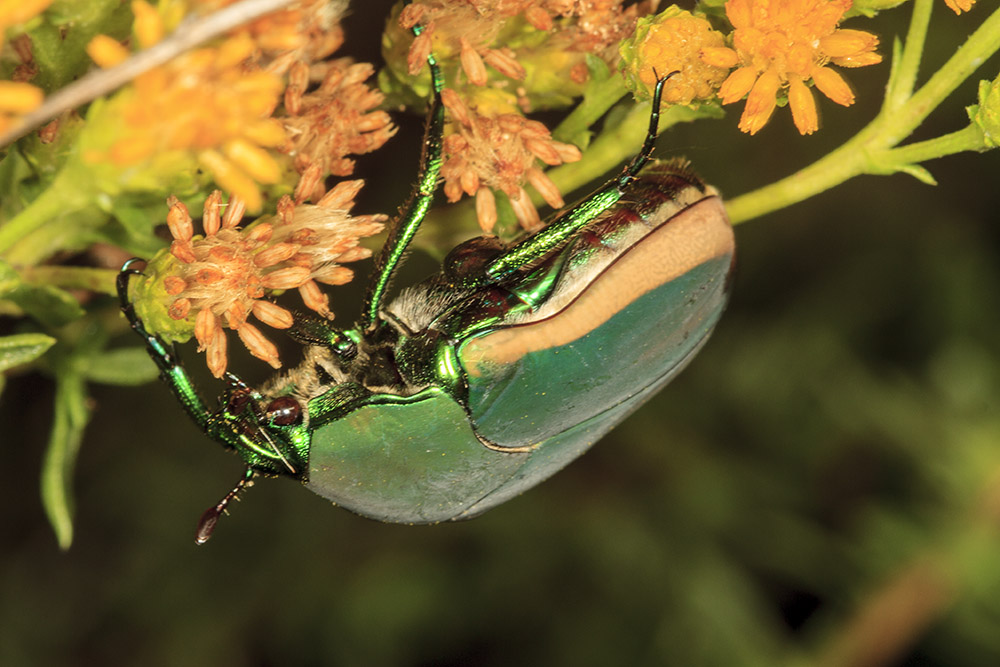 Green Fruit Beetle (<em> Cotinis mutabilis</em>)