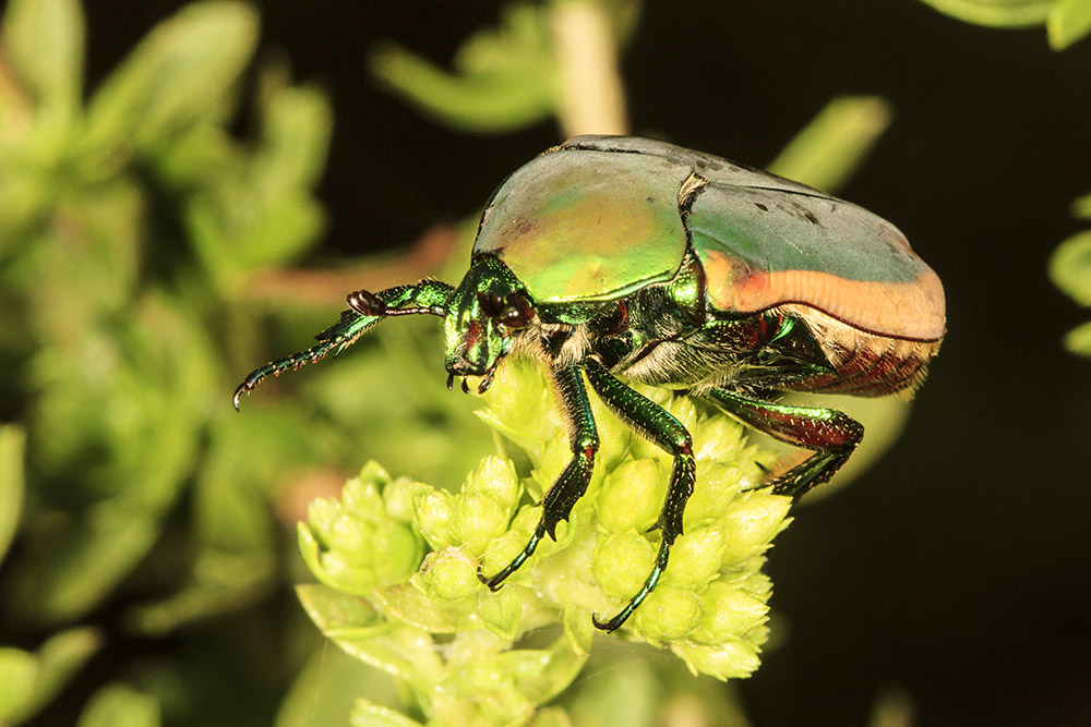 Green Fruit Beetle (<em> Cotinis mutabilis</em>)