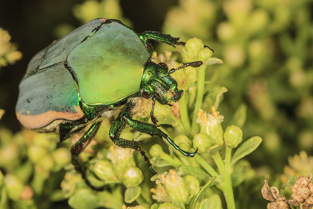 Green Fruit Beetle (<em> Cotinis mutabilis</em>)