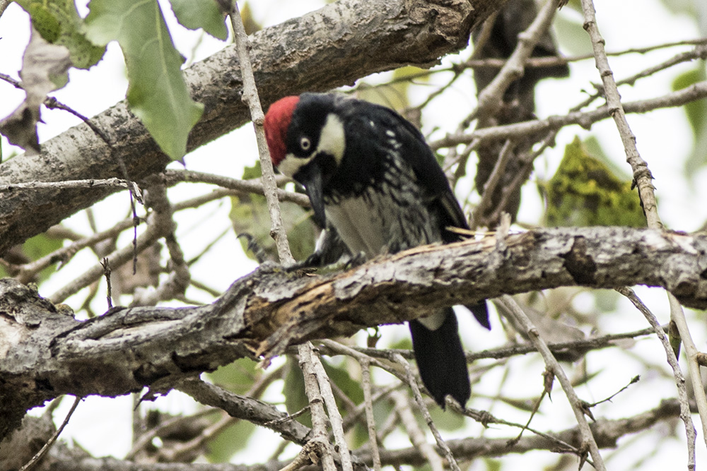 Acorn Woodpecker