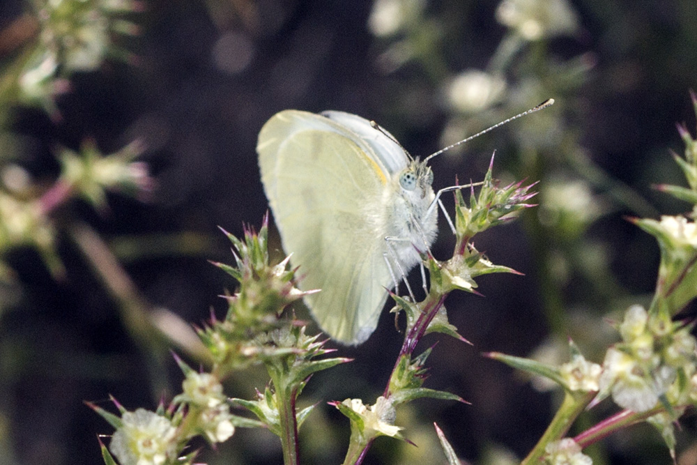 Cabbage White  (<em>Pieris rapae </em>)