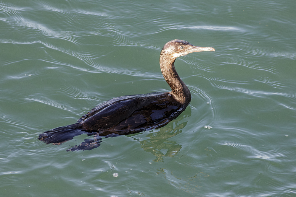 Double-crested Cormorant