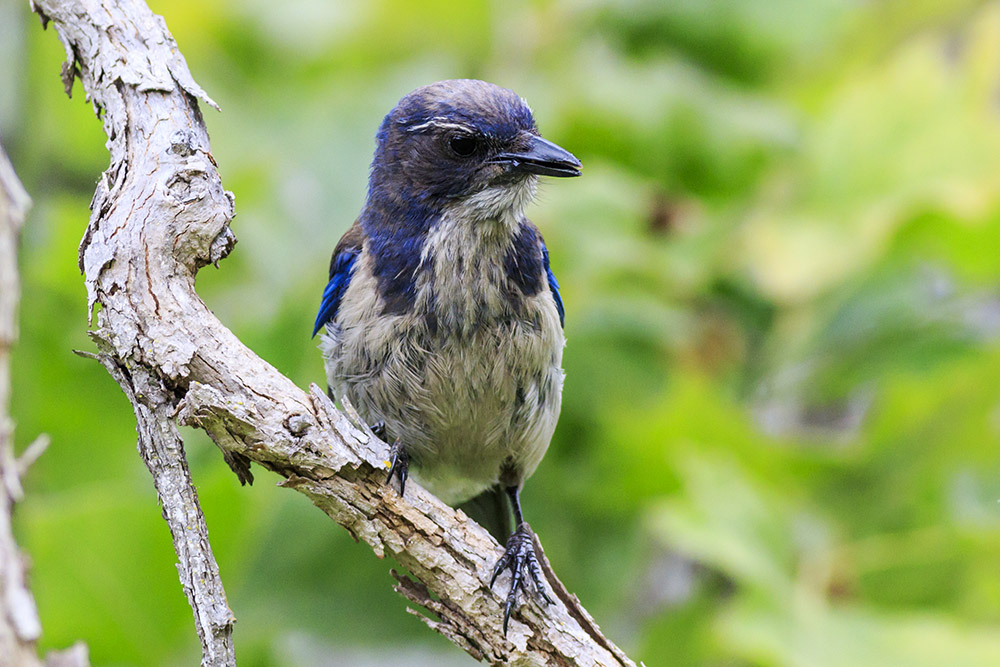 Western Scrub Jay