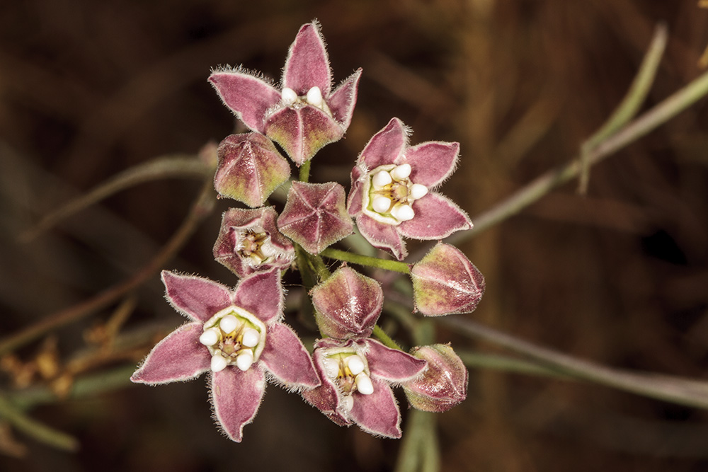 Climbing Milkweed (<em>Sarcostemma cynanchoides hartwegii</em>)