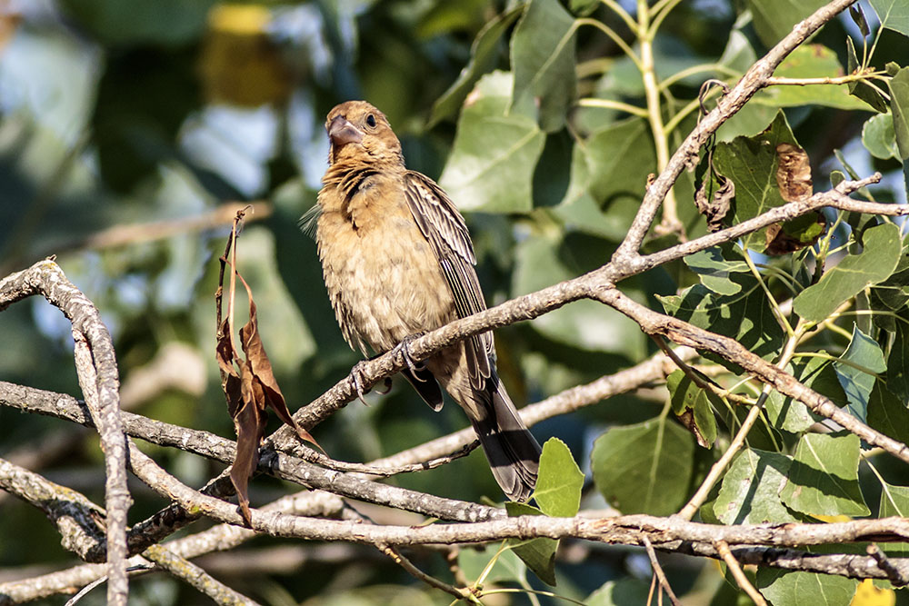 Lazuli Bunting