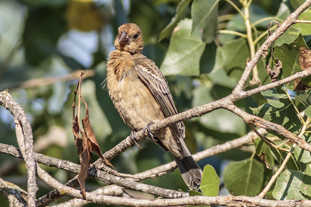 Lazuli Bunting