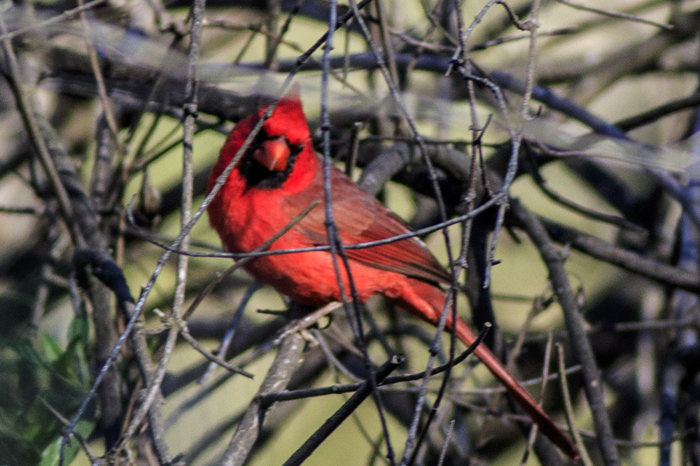 Northern Cardinal