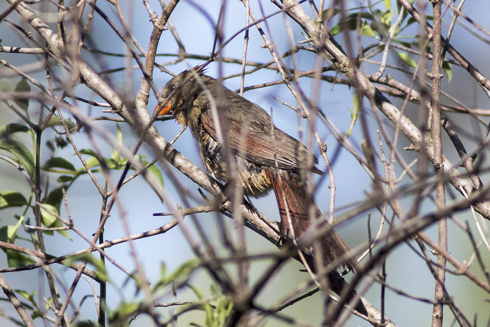 Northern Cardinal