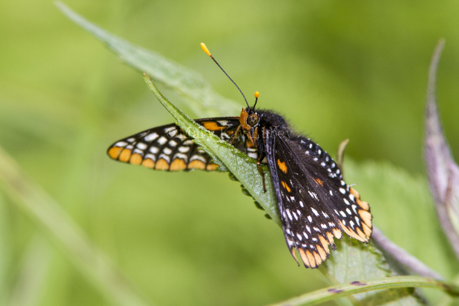 Baltimore Checkerspot _7MK4469c.jpg