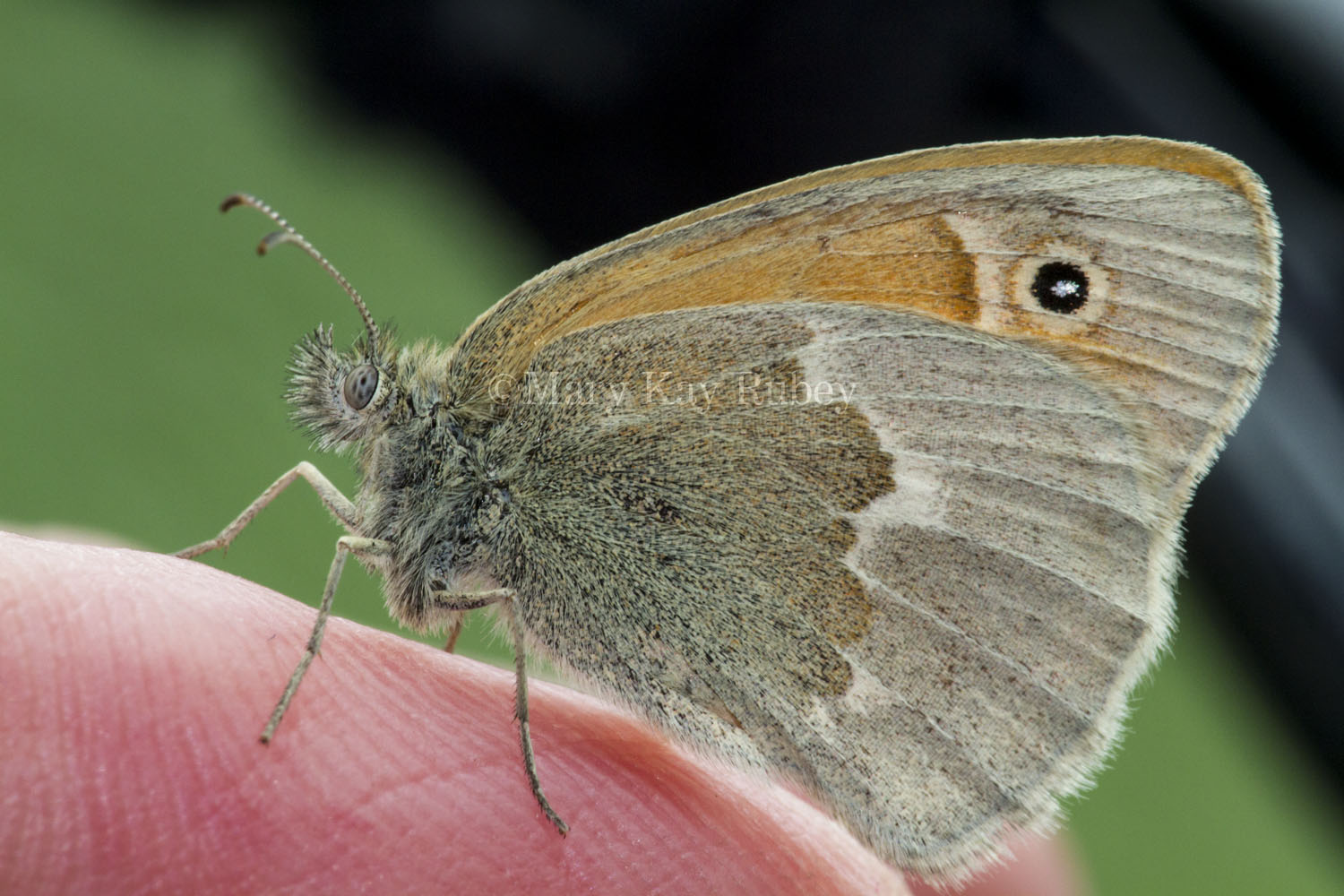 Common Ringlet _7MK5407.jpg