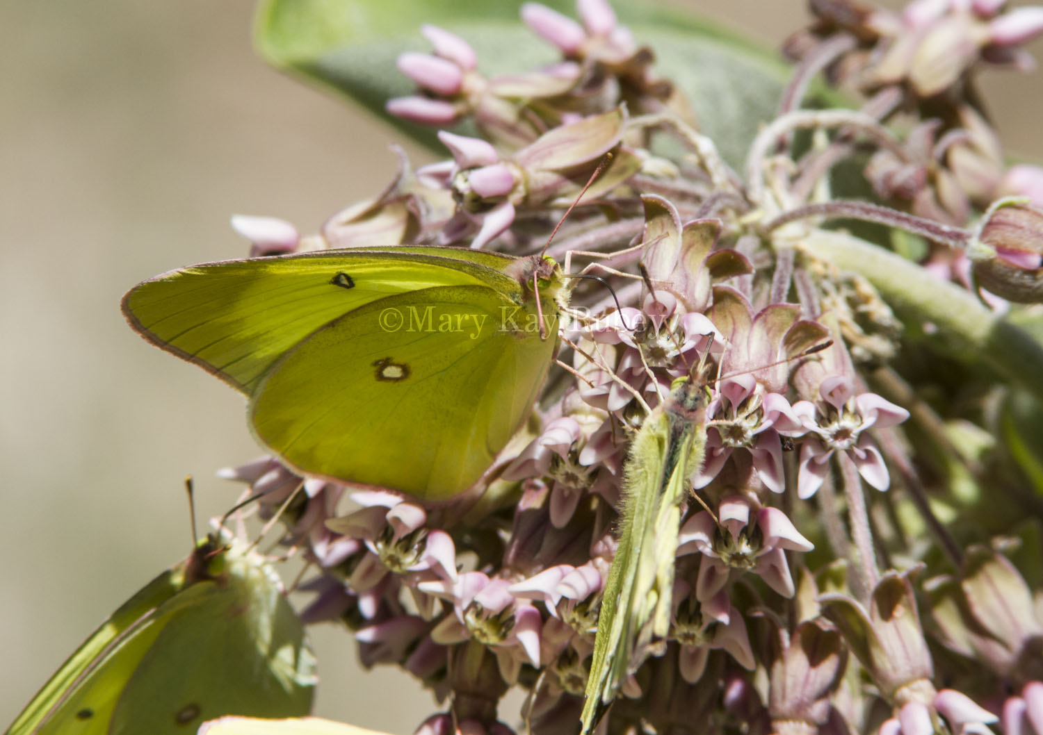 Pink-edged Sulphur _7MK9590.jpg