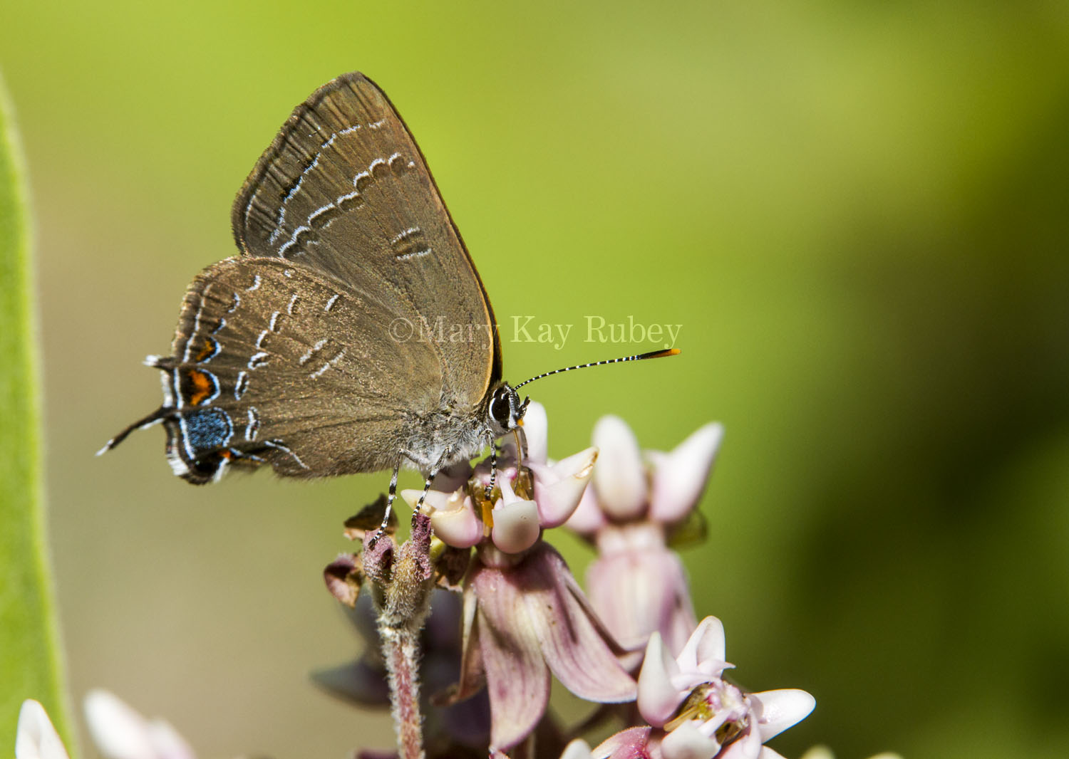 2 Banded Hairstreak _7MK9462.jpg