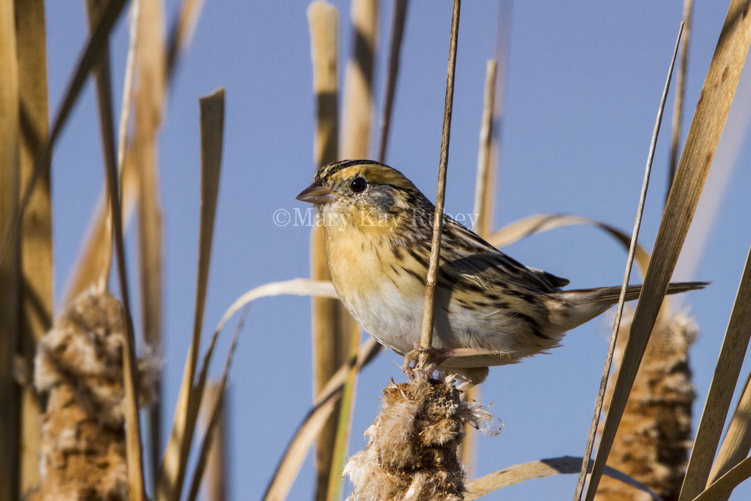 3 LeContes Sparrow _7MK6233.jpg