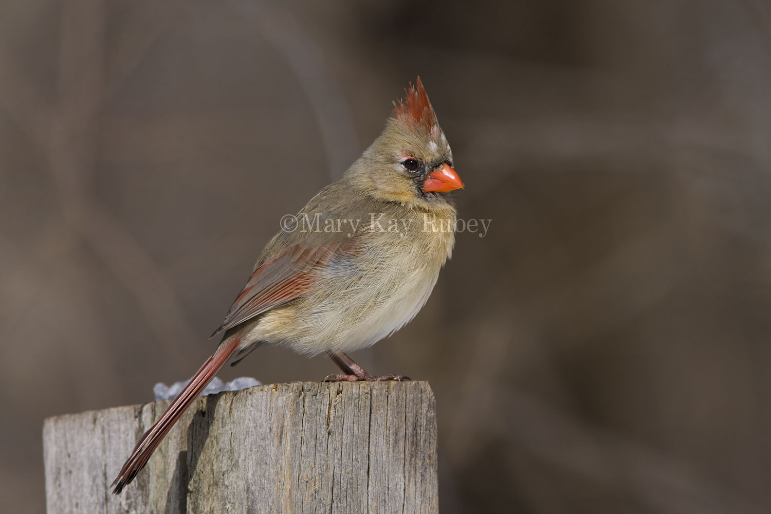 Northern Cardinal _11R1862.jpg