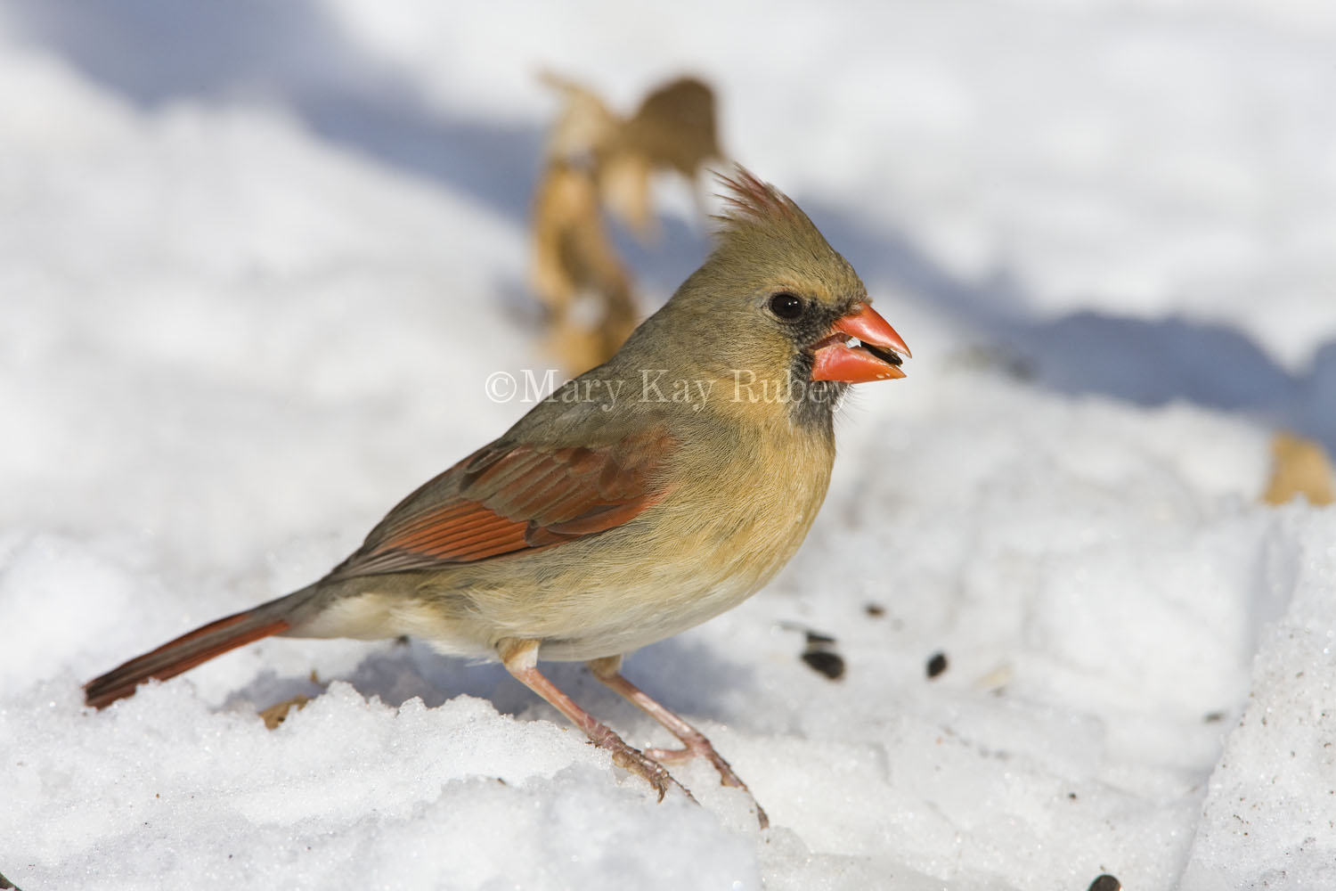 Northern Cardinal _11R2296.jpg