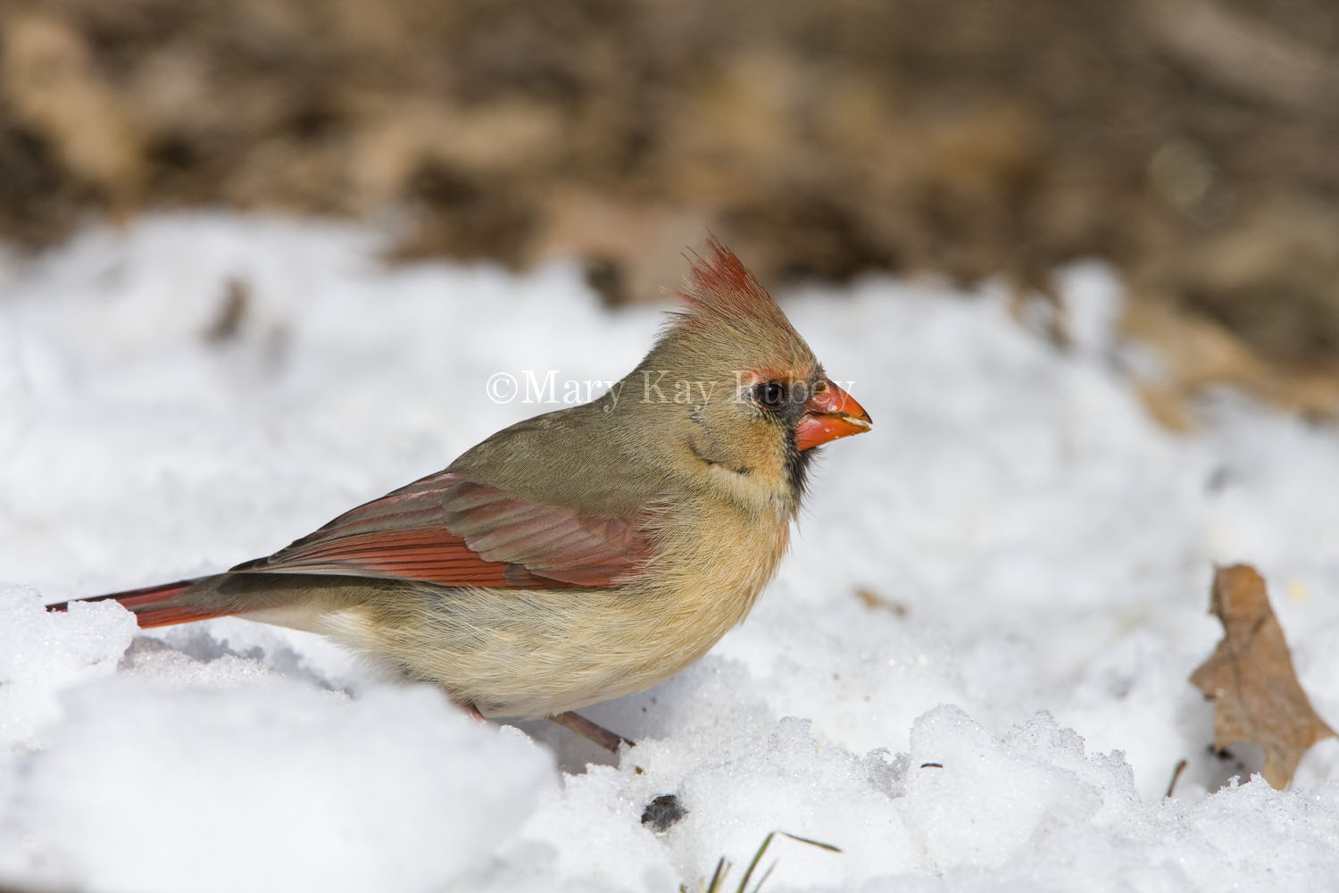 Northern Cardinal _11R2385.jpg