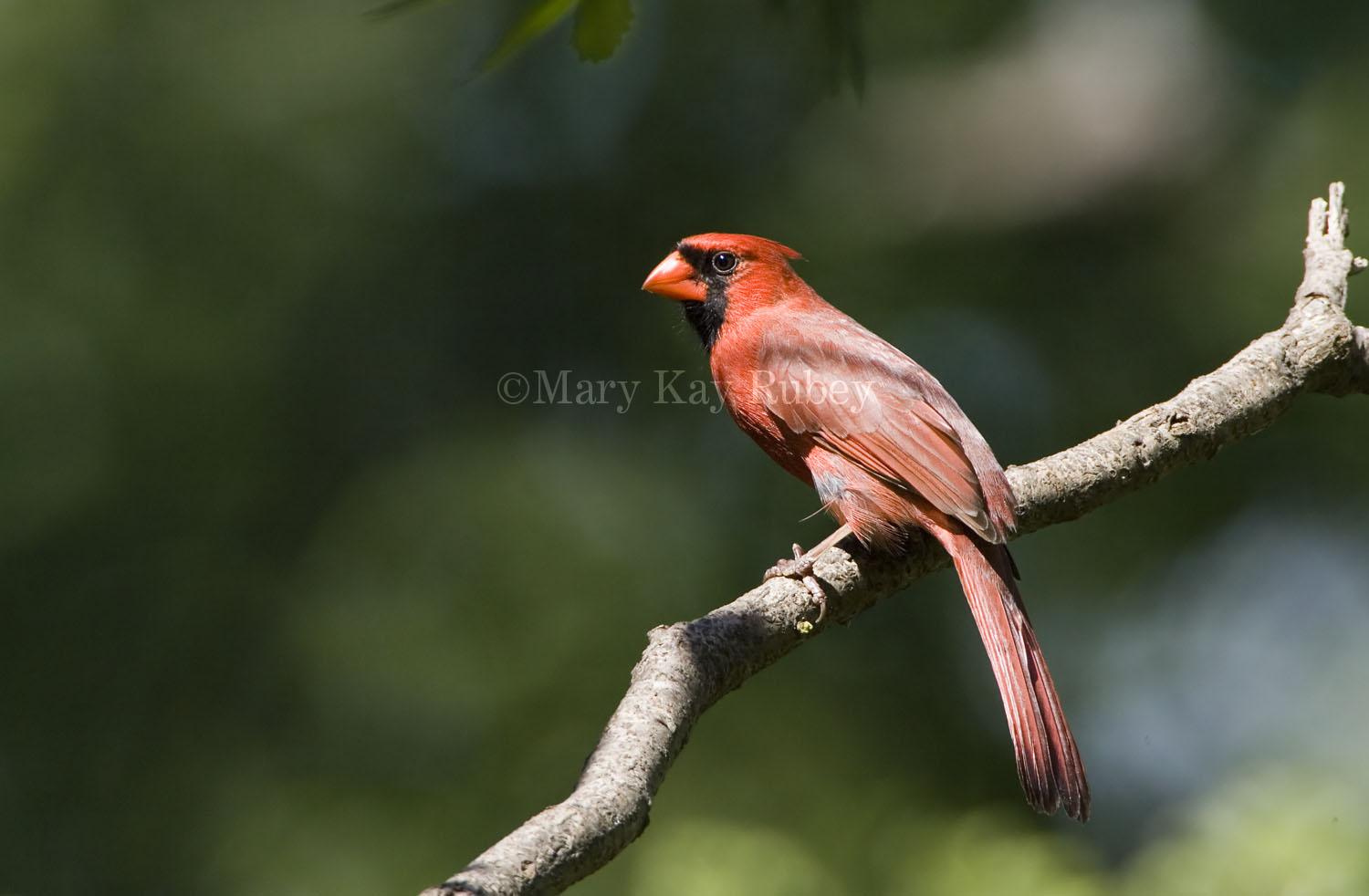 Northern Cardinal _H9G0320.jpg