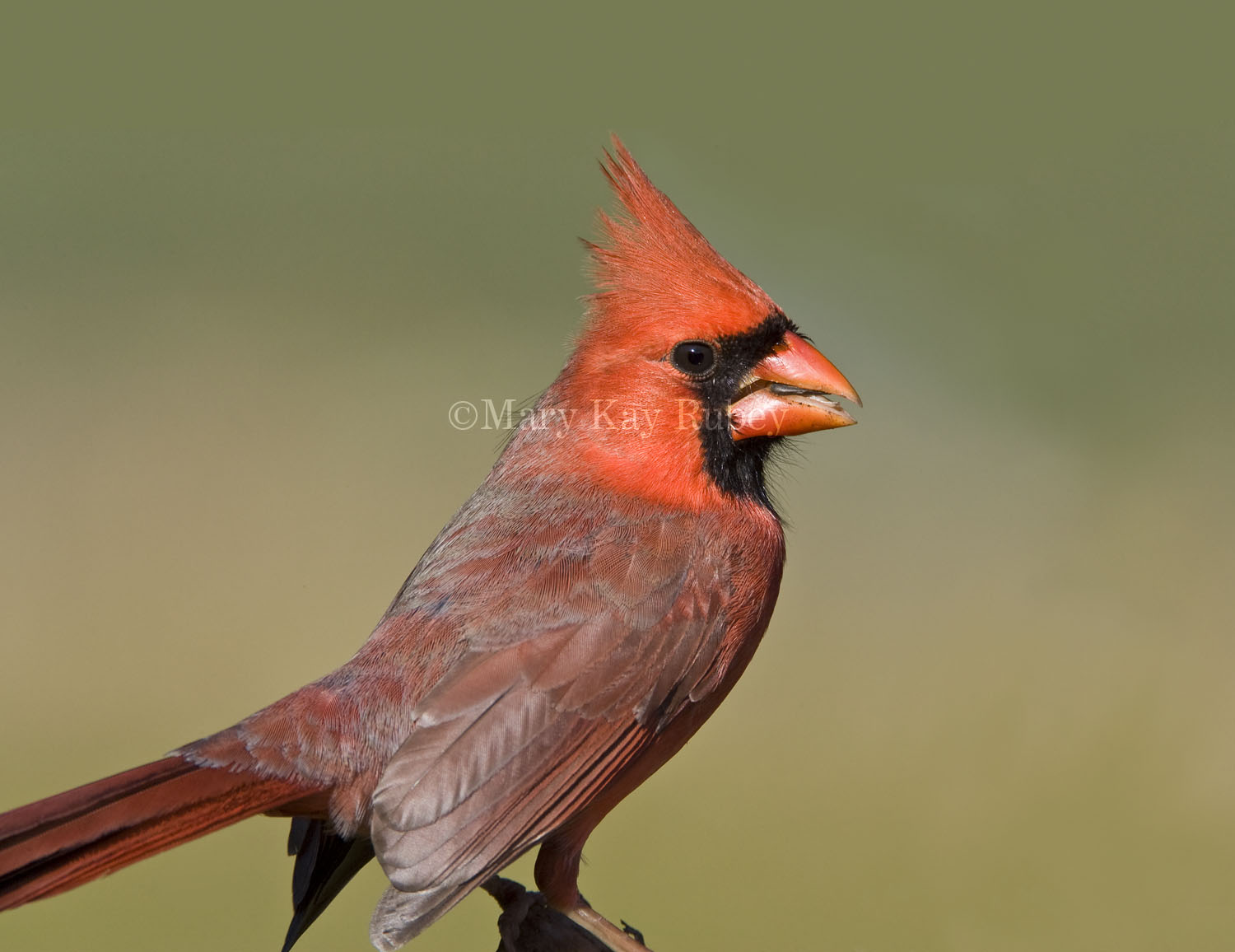 Northern Cardinal _H9G9635e.jpg