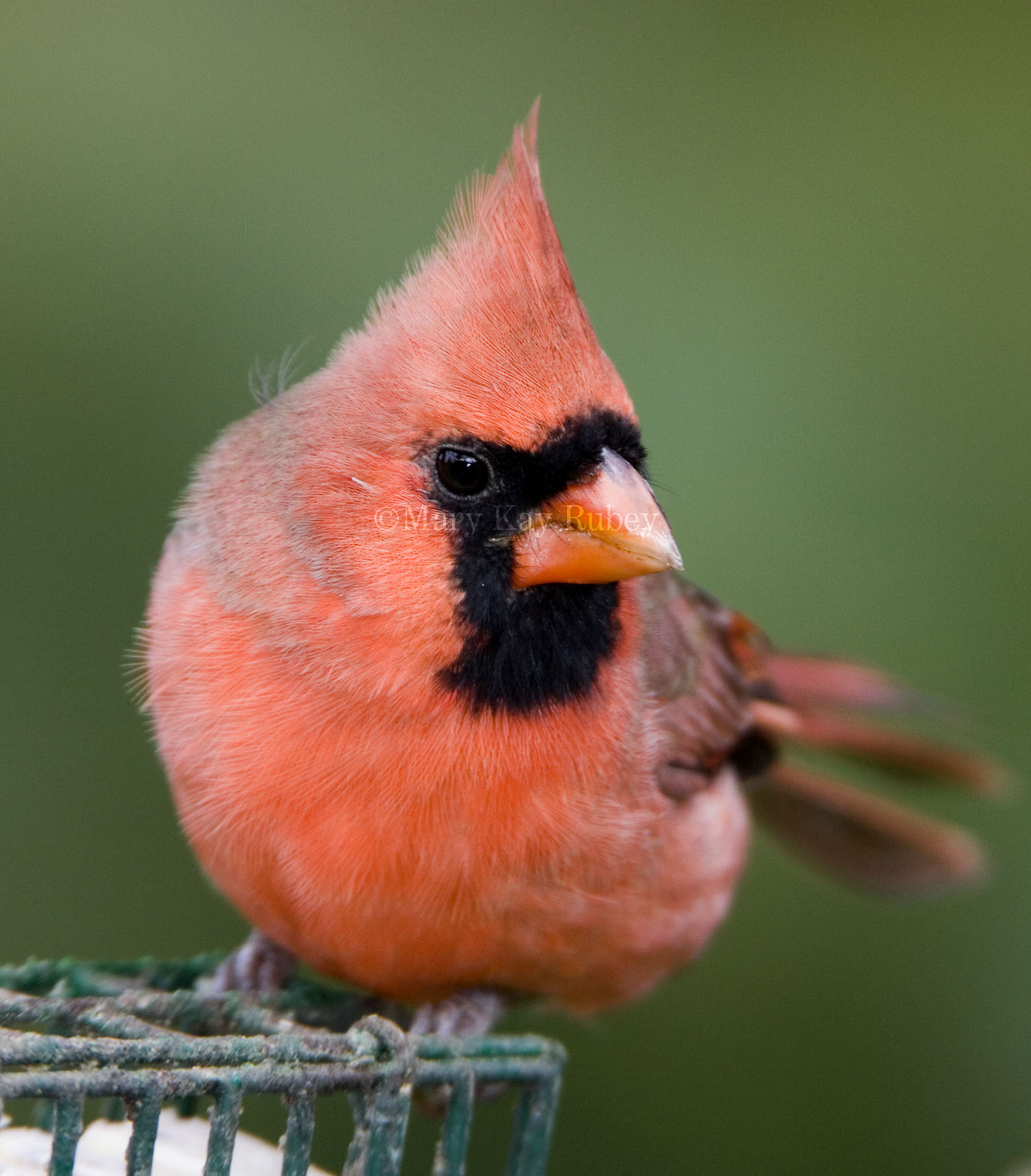 Northern Cardinal _S9S8774.jpg