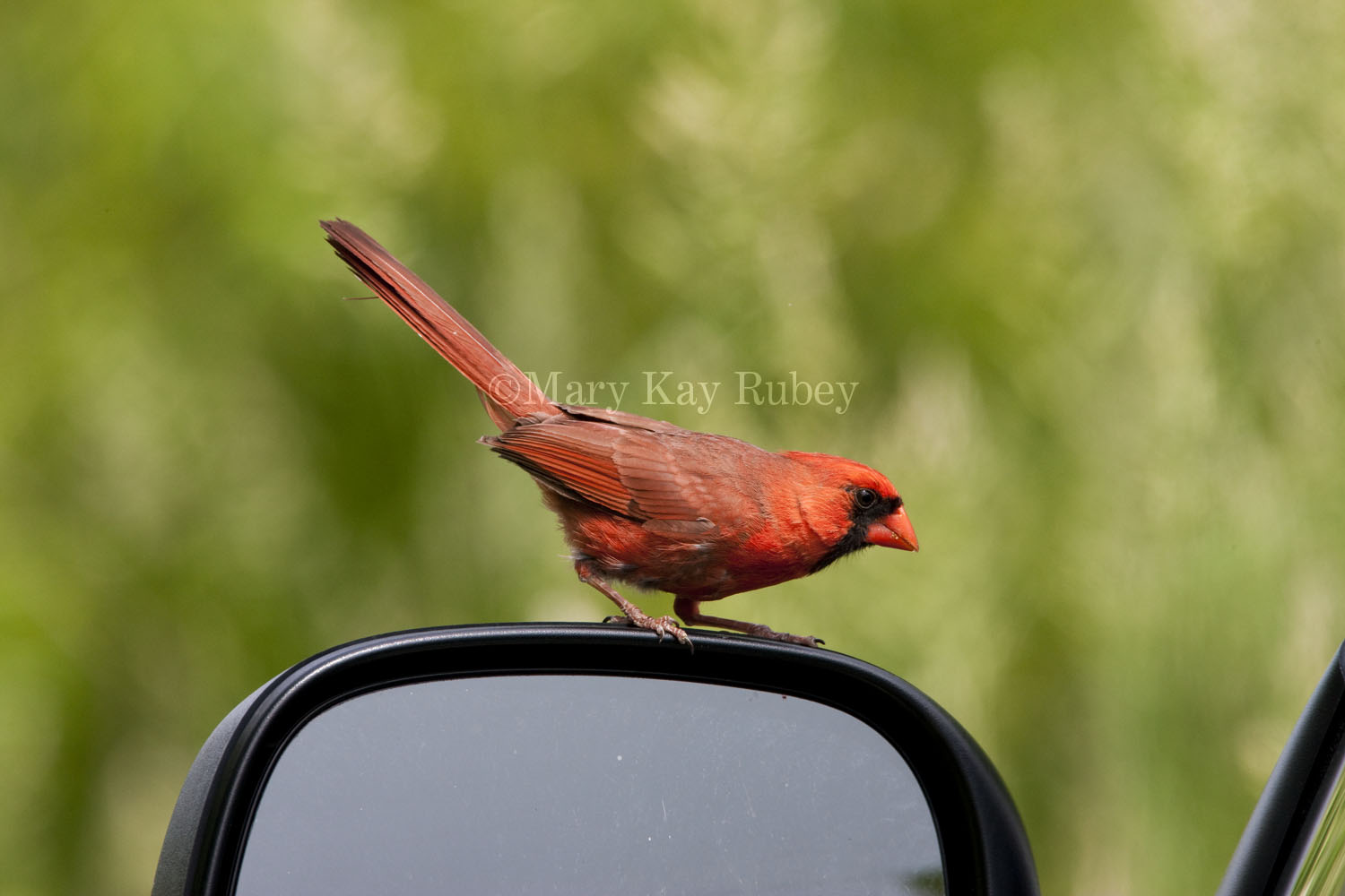 Northern Cardinal attacking reflection _I9I4835.jpg